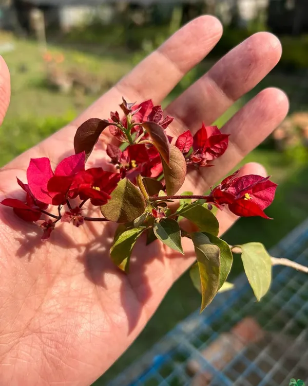 Wajid_Red_Bougainvillea_Plant_|_Grafted_Deep_Red_Ornamental_Variety_|_Heavy_Blooming_|_Suitable_for_Outdoor_&_Terrace_Gardens_|_Healthy_Live_Plant_Guaranteed.