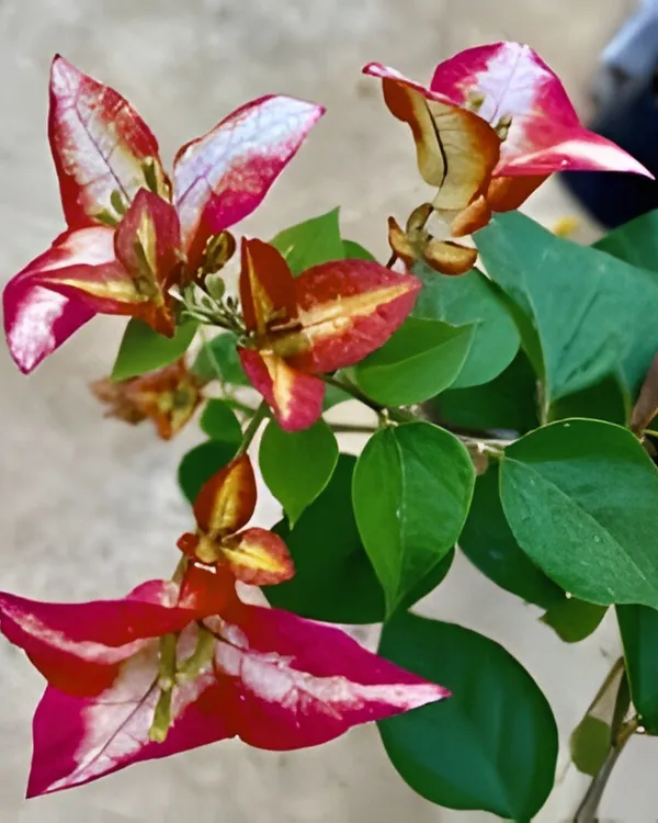 Wajid_Red_Bougainvillea_Plant_|_Grafted_Deep_Red_Ornamental_Variety_|_Heavy_Blooming_|_Suitable_for_Outdoor_&_Terrace_Gardens_|_Healthy_Live_Plant_Guaranteed.