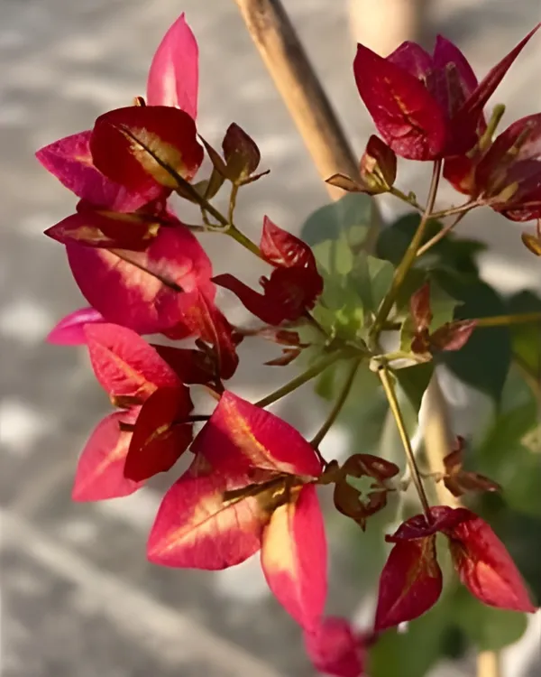 Wajid_Red_Bougainvillea_Plant_|_Grafted_Deep_Red_Ornamental_Variety_|_Heavy_Blooming_|_Suitable_for_Outdoor_&_Terrace_Gardens_|_Healthy_Live_Plant_Guaranteed.