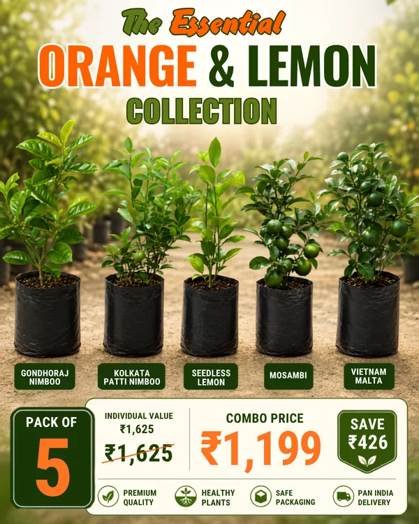 Citrus_Essentials_Combo