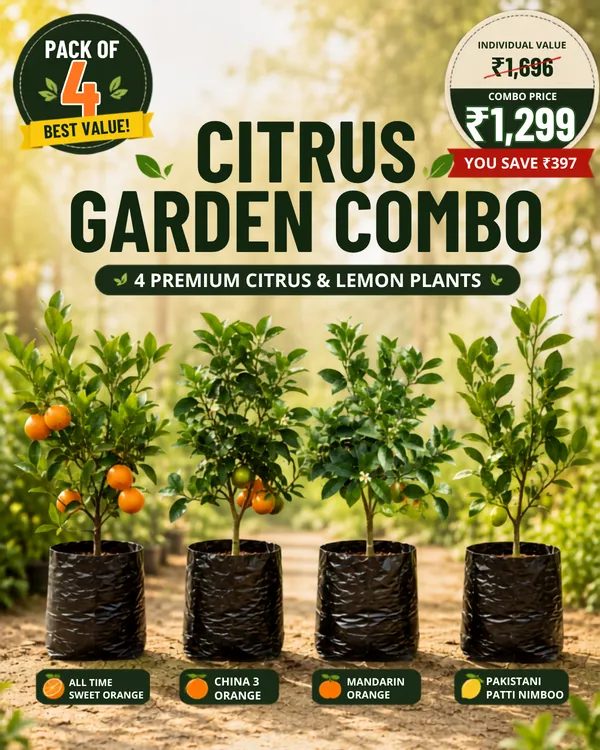 Citrus_Garden_Collection