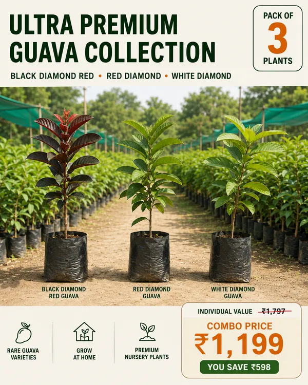 Diamond_Guava_Collection