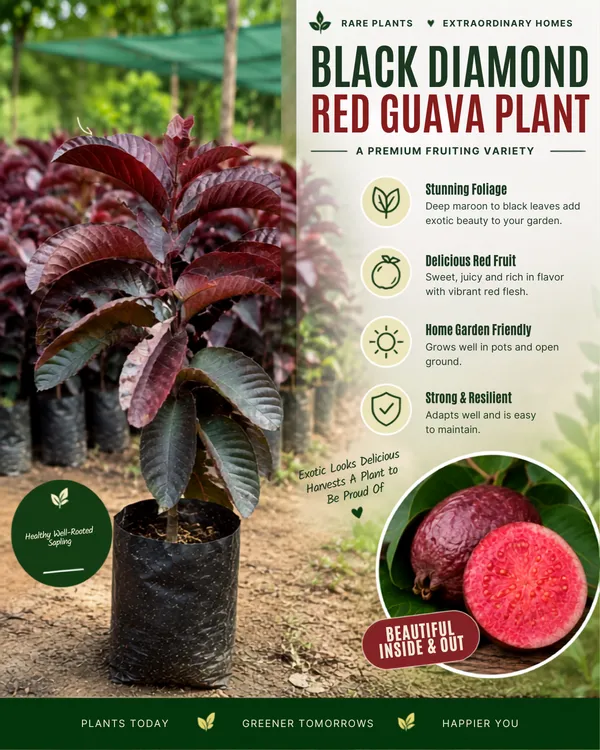 Diamond_Guava_Collection