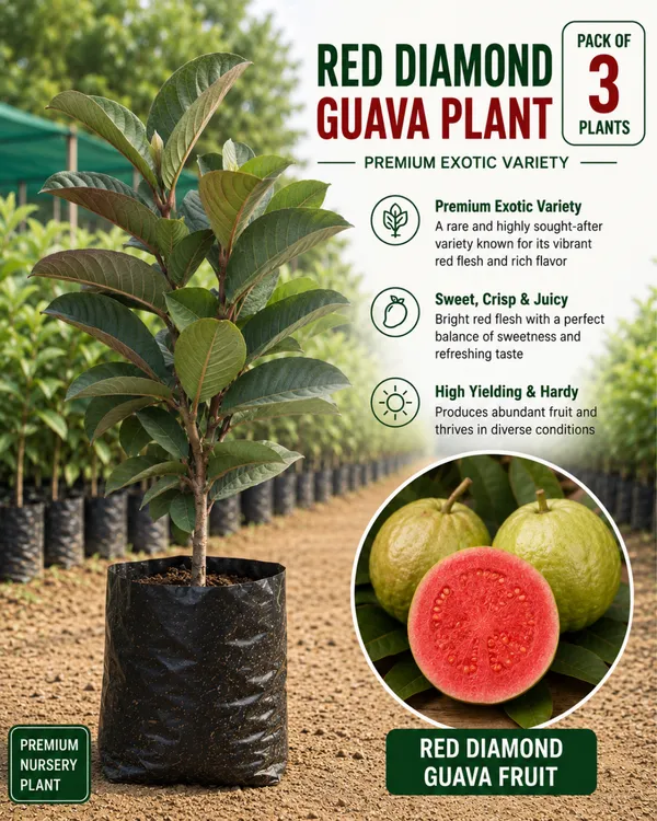 Diamond_Guava_Collection