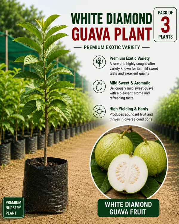 Diamond_Guava_Collection