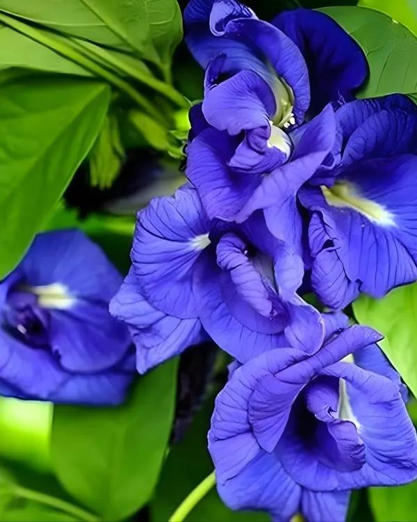 Double_Petal_Aparajita_(Royal)_Plant_|_Grafted_Blue_Double-Petal_Variety_|_Sacred_Flowering_Vine_|_Fast_Growing_|_Healthy_Live_Plant_Guaranteed.