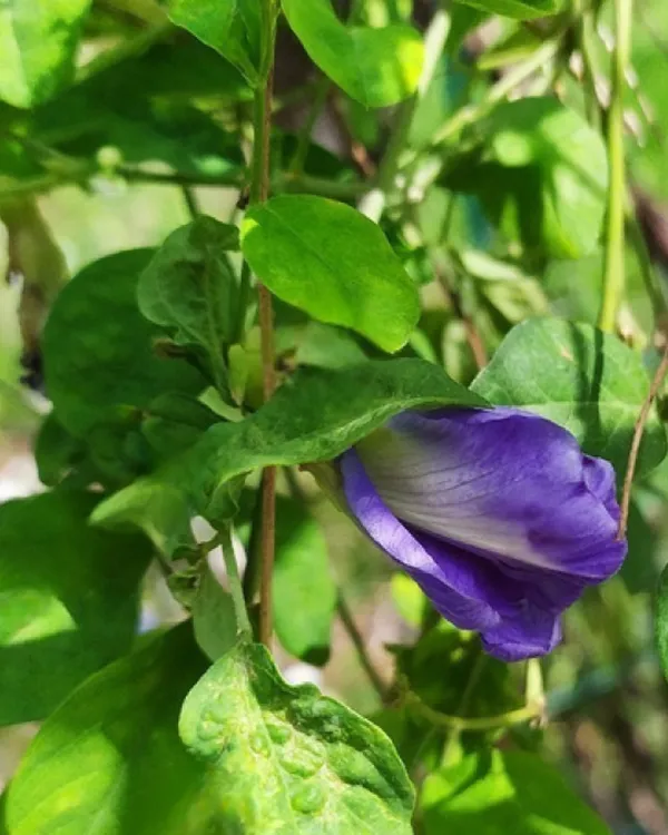 Double_Petal_Aparajita_(Royal)_Plant_|_Grafted_Blue_Double-Petal_Variety_|_Sacred_Flowering_Vine_|_Fast_Growing_|_Healthy_Live_Plant_Guaranteed.