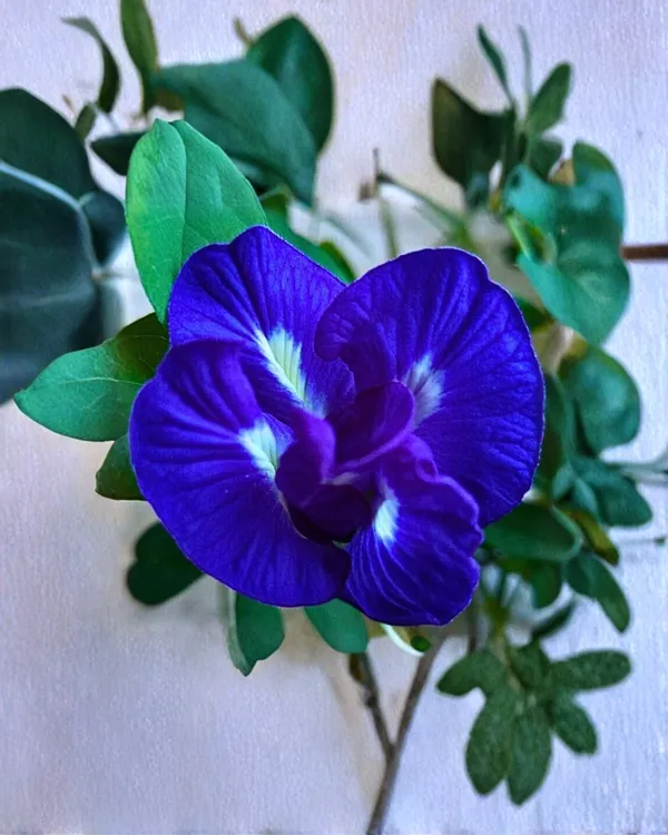 Double_Petal_Aparajita_(Royal)_Plant_|_Grafted_Blue_Double-Petal_Variety_|_Sacred_Flowering_Vine_|_Fast_Growing_|_Healthy_Live_Plant_Guaranteed.