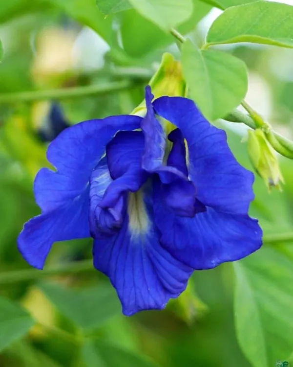 Double_Petal_Aparajita_(Royal)_Plant_|_Grafted_Blue_Double-Petal_Variety_|_Sacred_Flowering_Vine_|_Fast_Growing_|_Healthy_Live_Plant_Guaranteed.