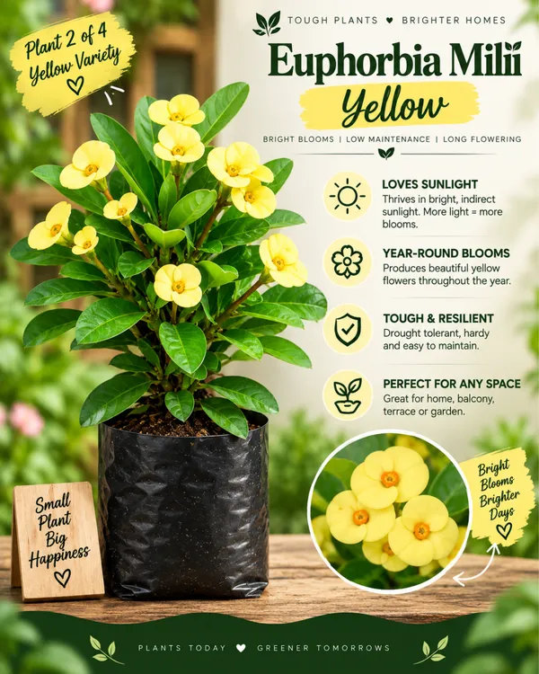 Euphorbia_All_Colour_Collection