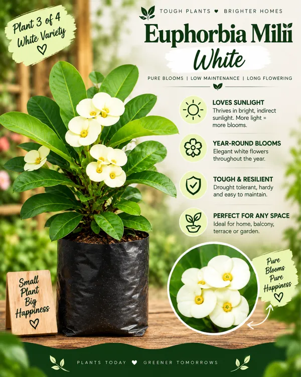 Euphorbia_All_Colour_Collection