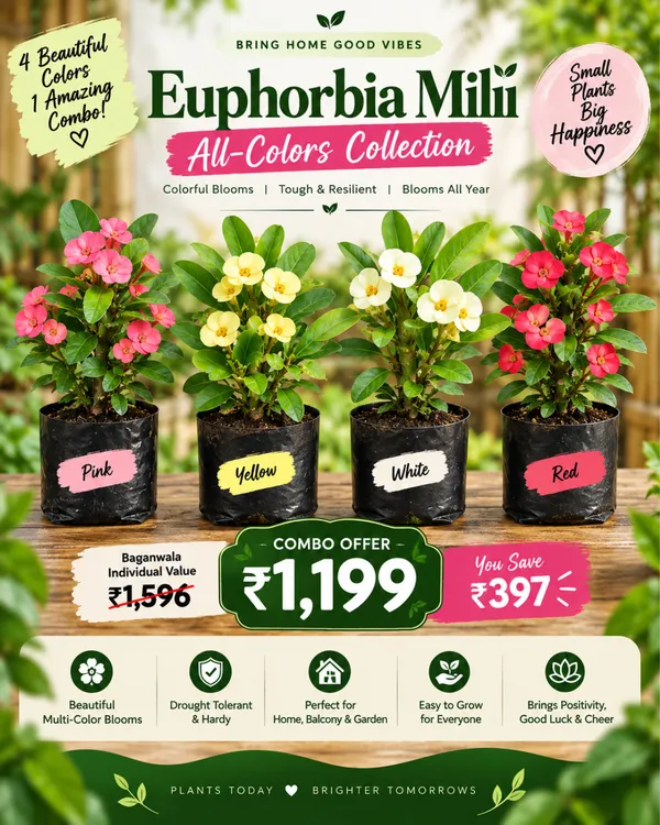 Euphorbia_All_Colour_Collection