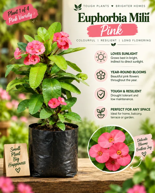 Euphorbia_All_Colour_Collection
