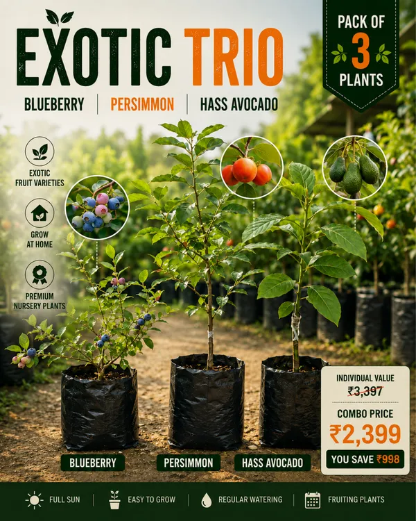 Exotic_Trio