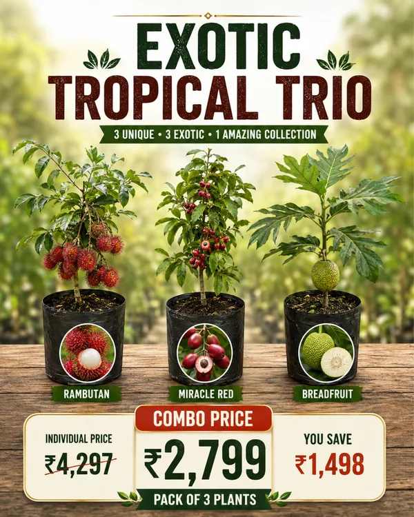 Exotic_Tropical_Trio
