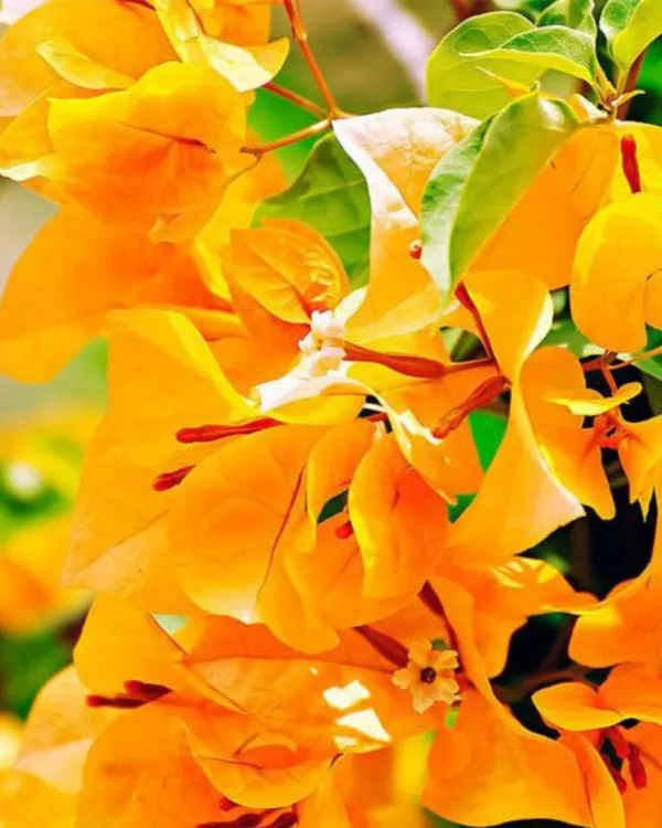 Snow_Yellow_Bougainvillea_Plant_|_Grafted_Exotic_Ornamental_Variety_|_Soft_Yellow_Blooms_|_Heavy_Flowering_|_Healthy_Live_Plant_Guaranteed.