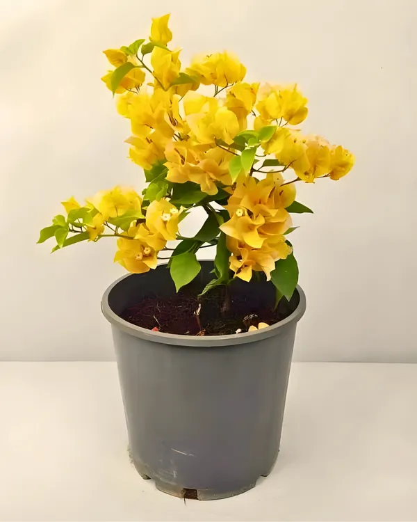 Snow_Yellow_Bougainvillea_Plant_|_Grafted_Exotic_Ornamental_Variety_|_Soft_Yellow_Blooms_|_Heavy_Flowering_|_Healthy_Live_Plant_Guaranteed.