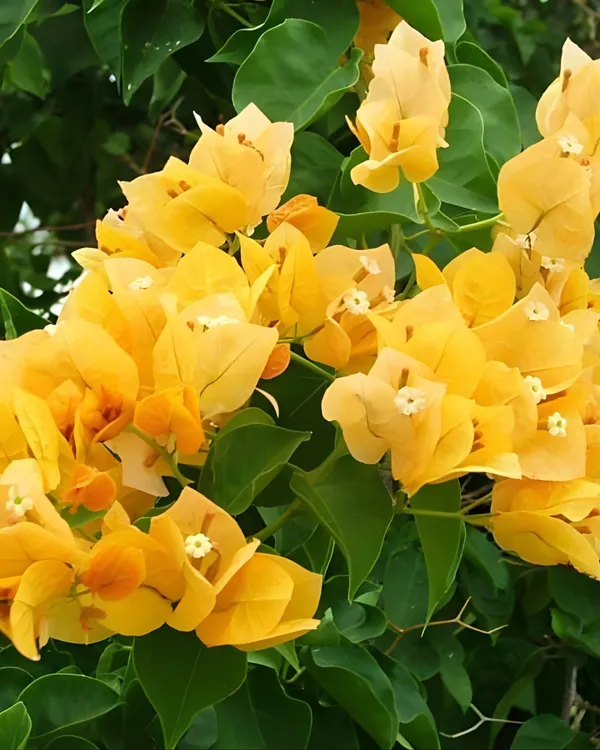 Snow_Yellow_Bougainvillea_Plant_|_Grafted_Exotic_Ornamental_Variety_|_Soft_Yellow_Blooms_|_Heavy_Flowering_|_Healthy_Live_Plant_Guaranteed.