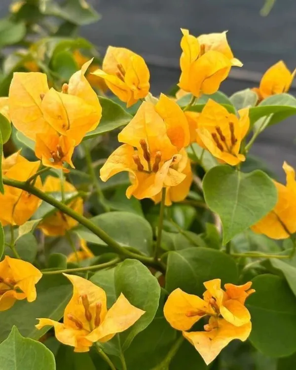 Snow_Yellow_Bougainvillea_Plant_|_Grafted_Exotic_Ornamental_Variety_|_Soft_Yellow_Blooms_|_Heavy_Flowering_|_Healthy_Live_Plant_Guaranteed.