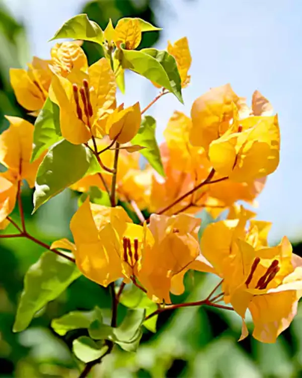 Snow_Yellow_Bougainvillea_Plant_|_Grafted_Exotic_Ornamental_Variety_|_Soft_Yellow_Blooms_|_Heavy_Flowering_|_Healthy_Live_Plant_Guaranteed.
