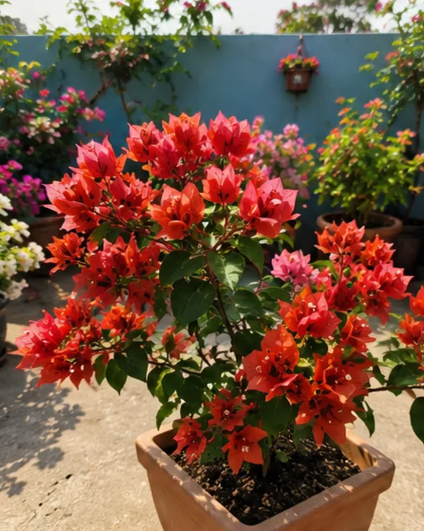 Chocolate_Brown_Bougainvillea_Plant_|_Grafted_Rare_Earth_Tone_Bloom_Variety_|_Brown_Copper_Flowers_|_Heavy_Flowering_|_Healthy_Live_Plant_Guaranteed