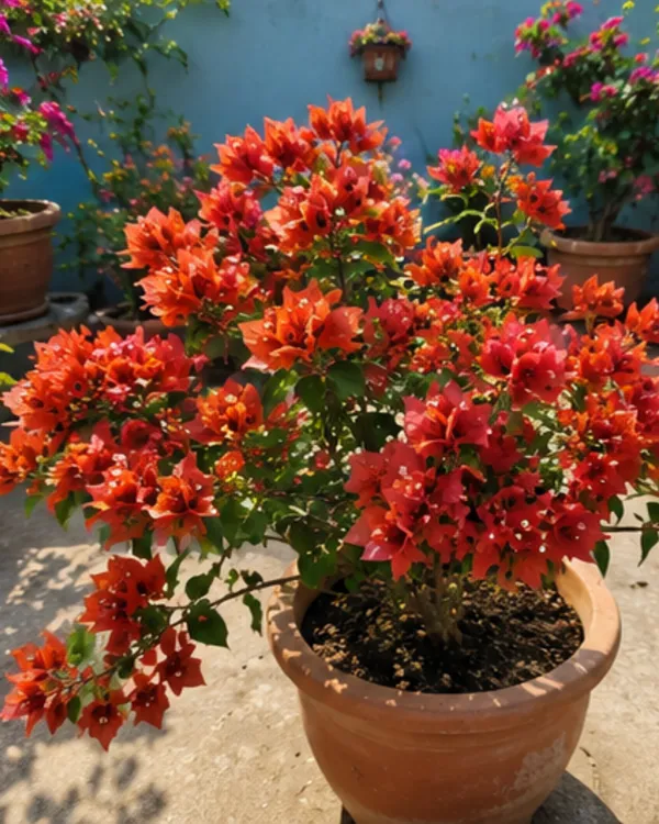 Chocolate_Brown_Bougainvillea_Plant_|_Grafted_Rare_Earth_Tone_Bloom_Variety_|_Brown_Copper_Flowers_|_Heavy_Flowering_|_Healthy_Live_Plant_Guaranteed