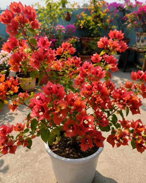 Chocolate_Brown_Bougainvillea_Plant_|_Grafted_Rare_Earth_Tone_Bloom_Variety_|_Brown_Copper_Flowers_|_Heavy_Flowering_|_Healthy_Live_Plant_Guaranteed
