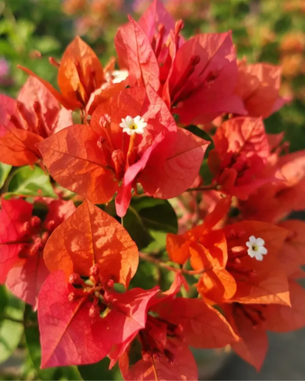 Chocolate_Brown_Bougainvillea_Plant_|_Grafted_Rare_Earth_Tone_Bloom_Variety_|_Brown_Copper_Flowers_|_Heavy_Flowering_|_Healthy_Live_Plant_Guaranteed