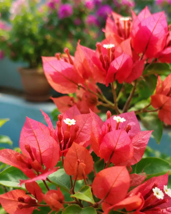 Chocolate_Brown_Bougainvillea_Plant_|_Grafted_Rare_Earth_Tone_Bloom_Variety_|_Brown_Copper_Flowers_|_Heavy_Flowering_|_Healthy_Live_Plant_Guaranteed