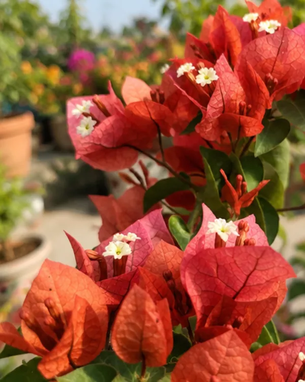 Chocolate_Brown_Bougainvillea_Plant_|_Grafted_Rare_Earth_Tone_Bloom_Variety_|_Brown_Copper_Flowers_|_Heavy_Flowering_|_Healthy_Live_Plant_Guaranteed