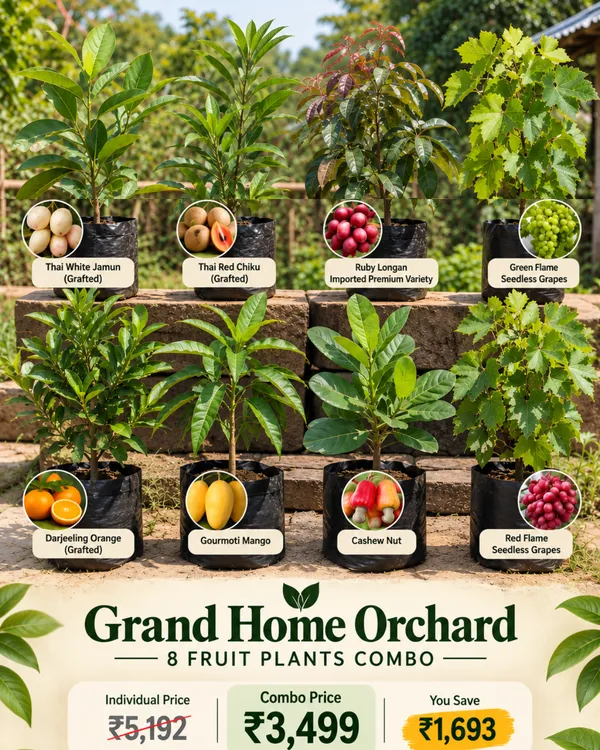 Grand_Home_Orchard_Combo