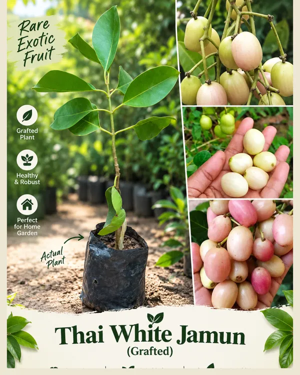 Grand_Home_Orchard_Combo
