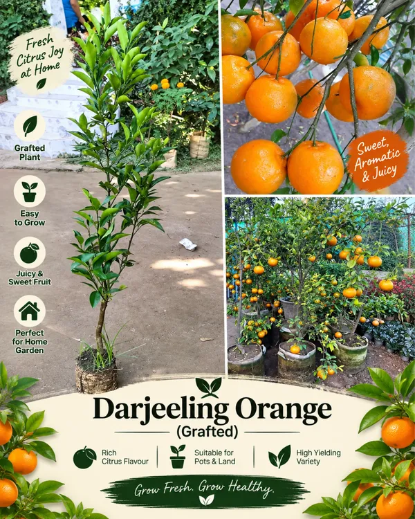 Grand_Home_Orchard_Combo