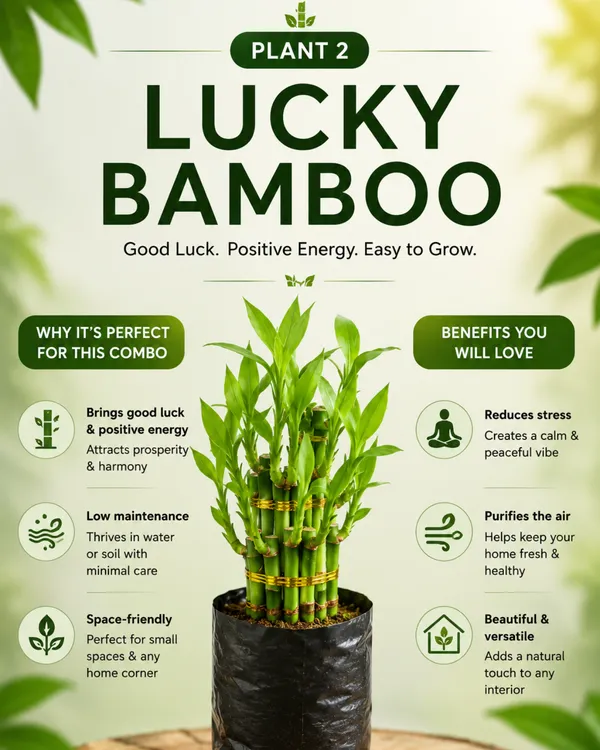 Green_Home_Collection