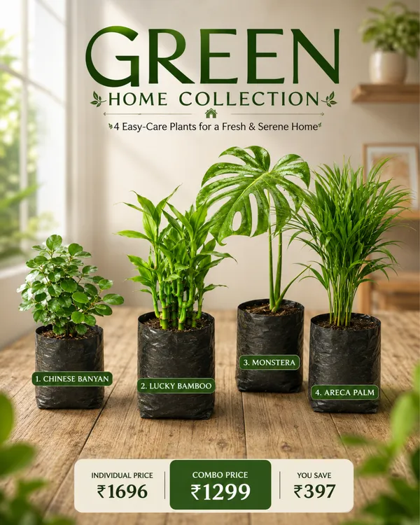 Green_Home_Collection