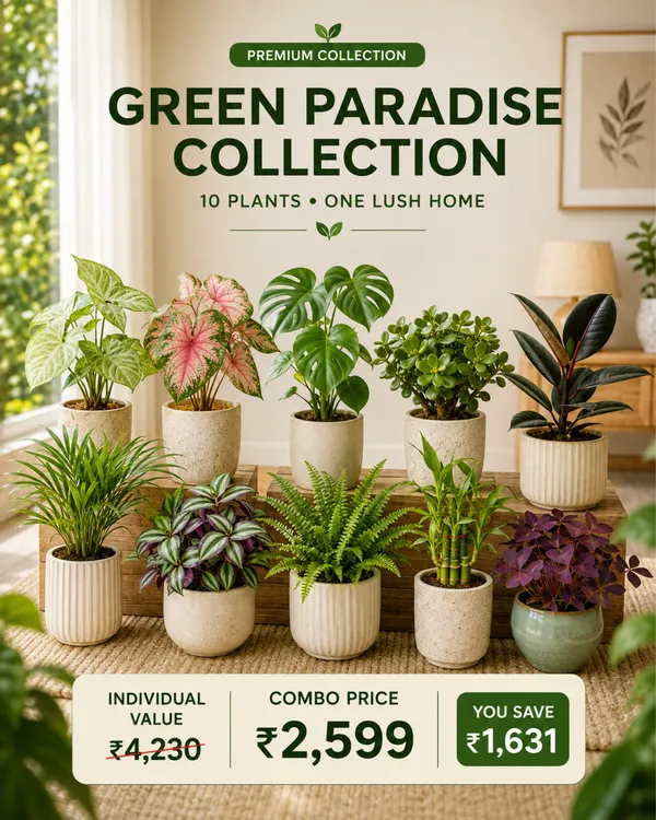 Green_Paradise_Collection