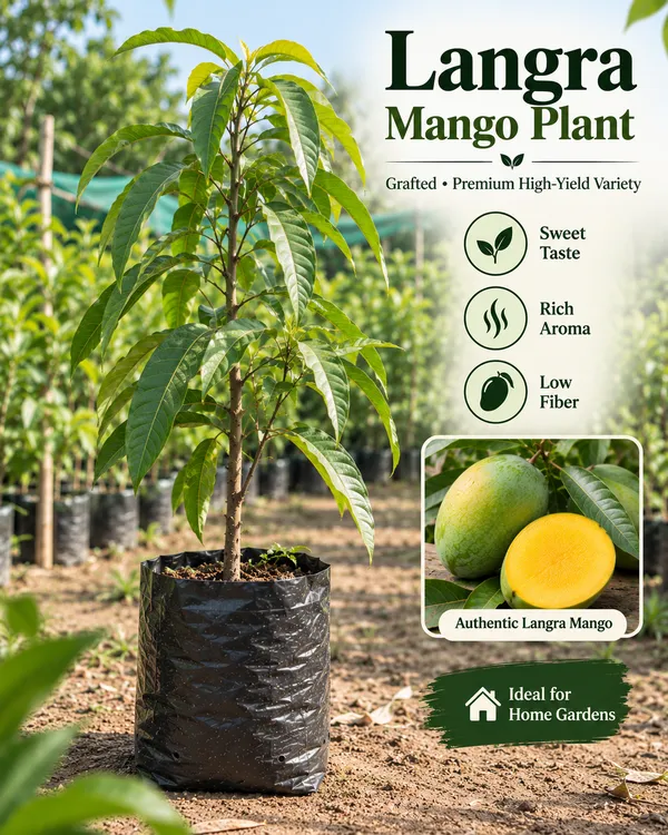 Indian_Mango_Classics