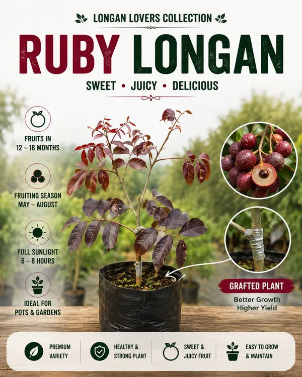 Longan_Lovers_Collection
