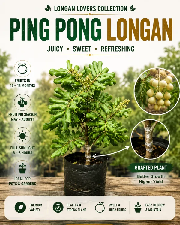 Longan_Lovers_Collection