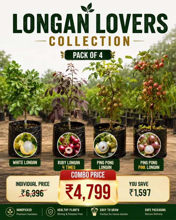 Longan_Lovers_Collection