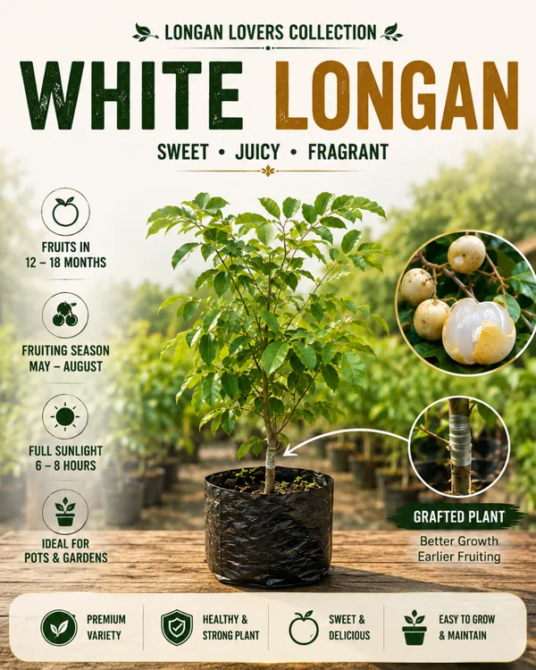 Longan_Lovers_Collection
