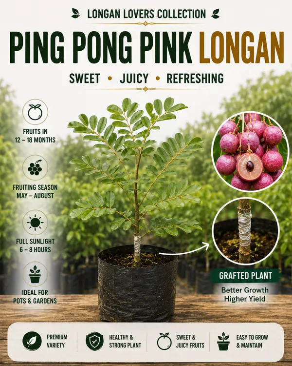 Longan_Lovers_Collection