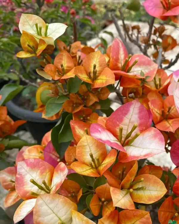 Golden_Sunshine_Bougainvillea_Plant_|_Grafted_Yellow-Gold_Variety_|_Heavy_Blooming_|_Ideal_for_Outdoor_Gardens_|_Healthy_Live_Plant_Guaranteed.