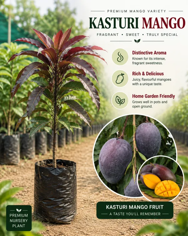 Mango_Favourite_Trio