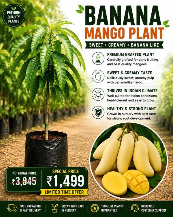 Mango_Variety_Collection