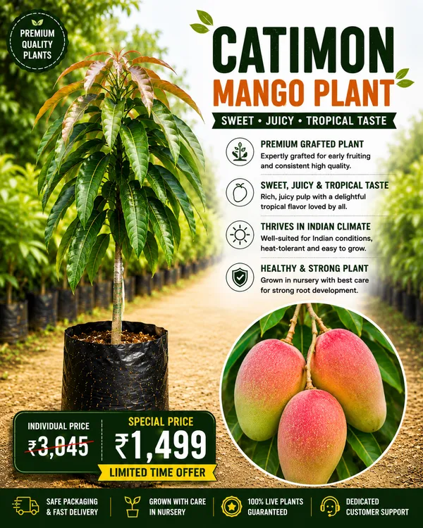 Mango_Variety_Collection