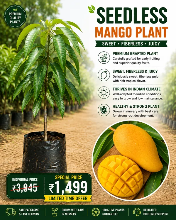 Mango_Variety_Collection