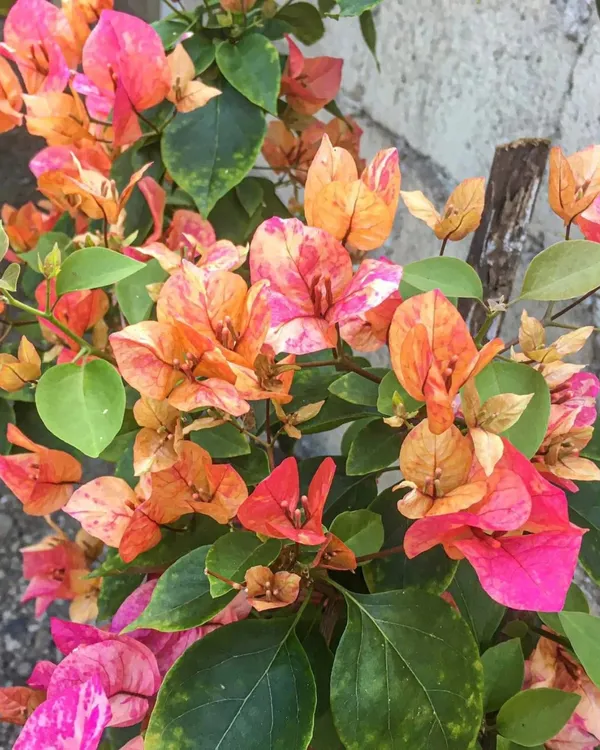 Arjuna_Bougainvillea_Plant_|_Grafted_High_Bloom_Indian_Variety_|_Vibrant_Colorful_Flowers_|_Perfect_for_Terrace_&_Outdoor_Gardens_|_Healthy_Live_Plant_Guaranteed