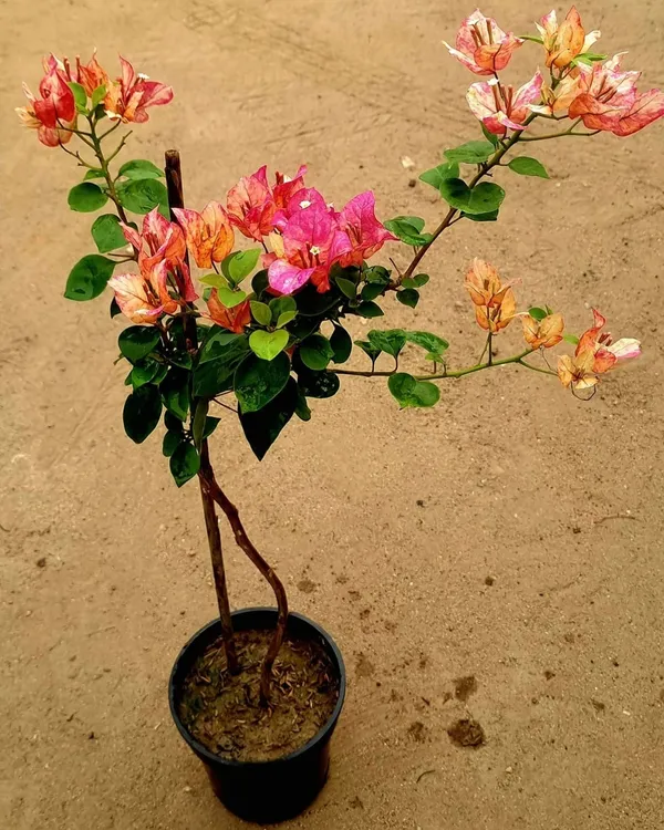 Arjuna_Bougainvillea_Plant_|_Grafted_High_Bloom_Indian_Variety_|_Vibrant_Colorful_Flowers_|_Perfect_for_Terrace_&_Outdoor_Gardens_|_Healthy_Live_Plant_Guaranteed