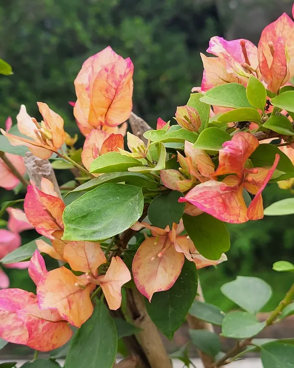 Arjuna_Bougainvillea_Plant_|_Grafted_High_Bloom_Indian_Variety_|_Vibrant_Colorful_Flowers_|_Perfect_for_Terrace_&_Outdoor_Gardens_|_Healthy_Live_Plant_Guaranteed